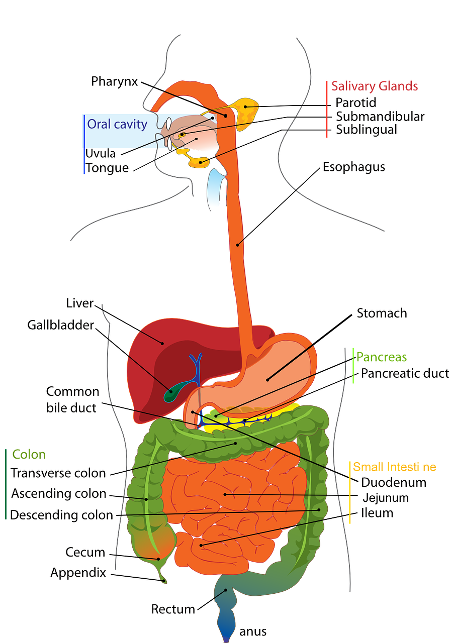 Schilddrüsen Themen und Innere Organe