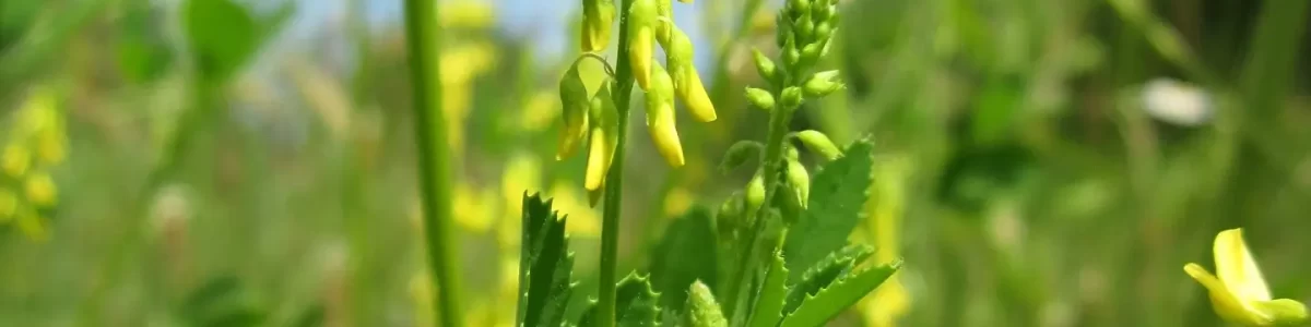 melilotus-officinalis